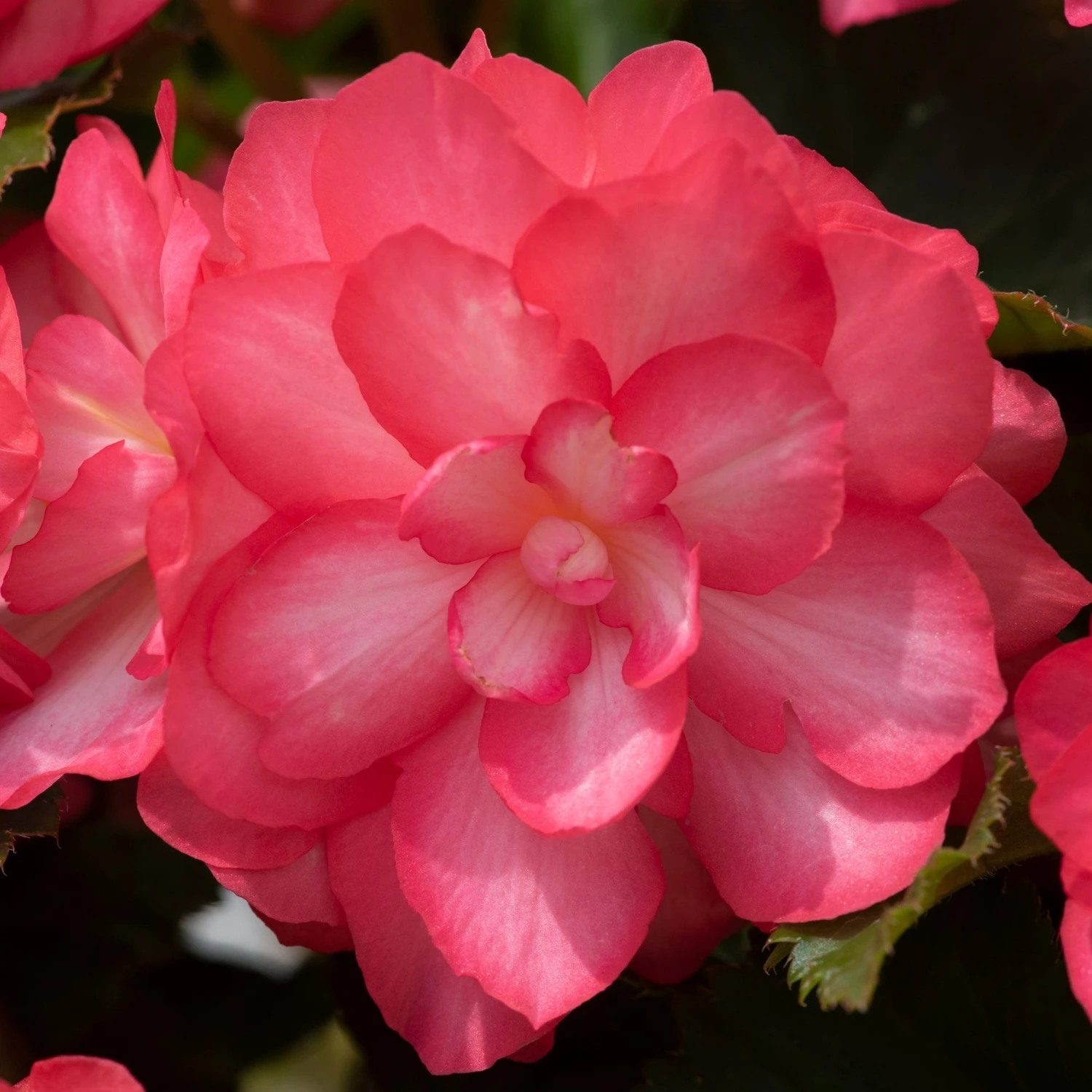 Roots Plants Begonia Nonstop® Joy 'Rose Picotee' Jumbo Plug Plants 7 Roots Plants Begonia Nonstop® Joy 'Rose Picotee' Jumbo Plug Plants