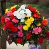 Roots Plants Mixed Begonia Nonstop® Jumbo Plug Plants Begonias 1 Roots Plants Mixed Begonia Nonstop® Jumbo Plug Plants Begonias