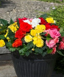 Roots Plants Mixed Begonia Nonstop® Jumbo Plug Plants Begonias