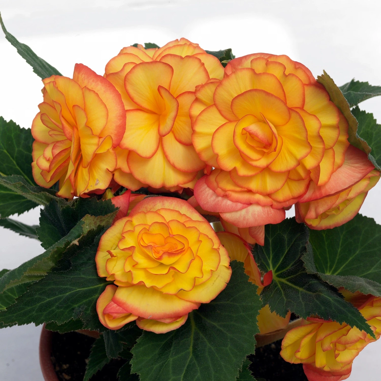 Roots Plants Begonia On Top 'Sunglow' Jumbo Plug Plants 6 Roots Plants Begonia On Top 'Sunglow' Jumbo Plug Plants