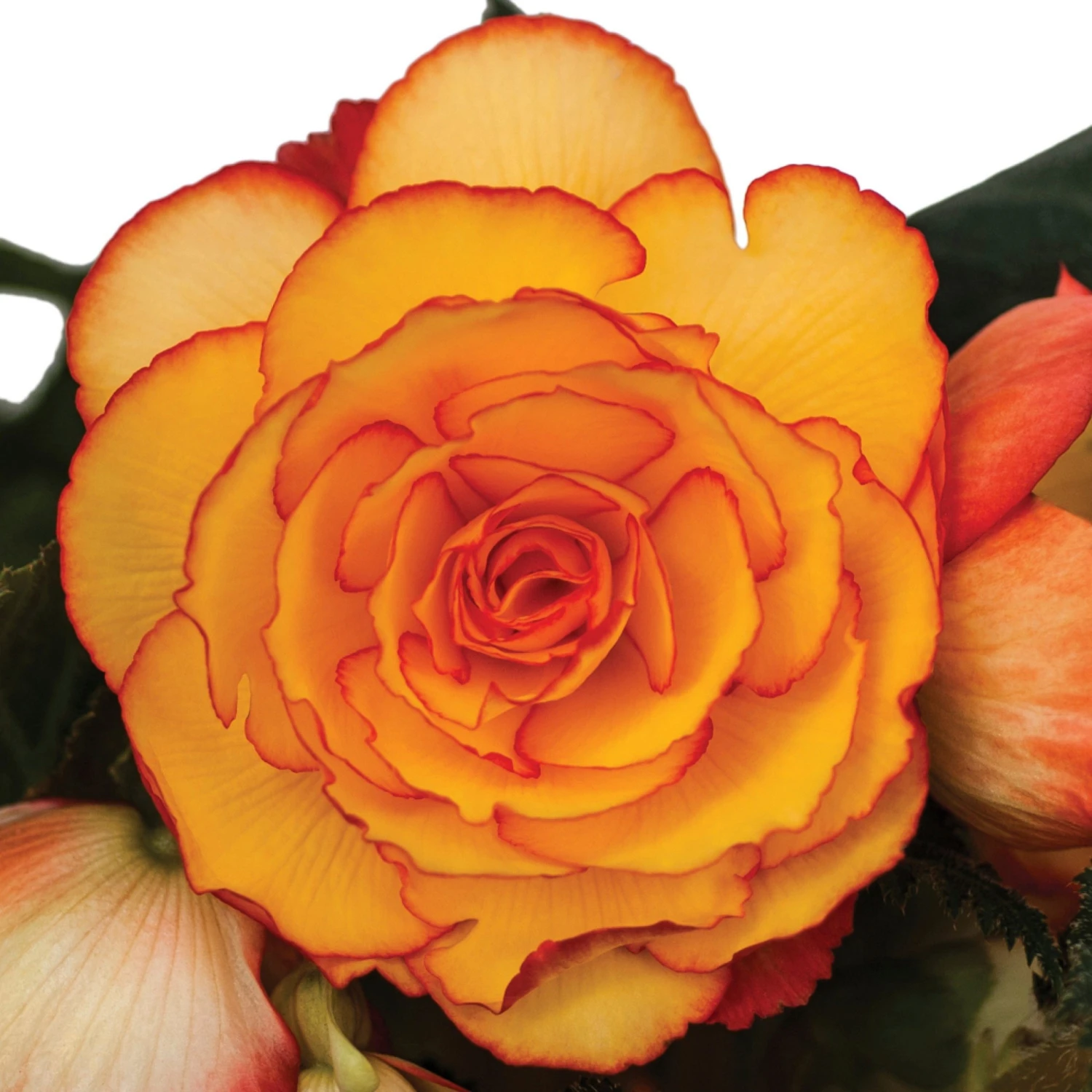 Roots Plants Begonia On Top 'Sunglow' Jumbo Plug Plants 5 Roots Plants Begonia On Top 'Sunglow' Jumbo Plug Plants