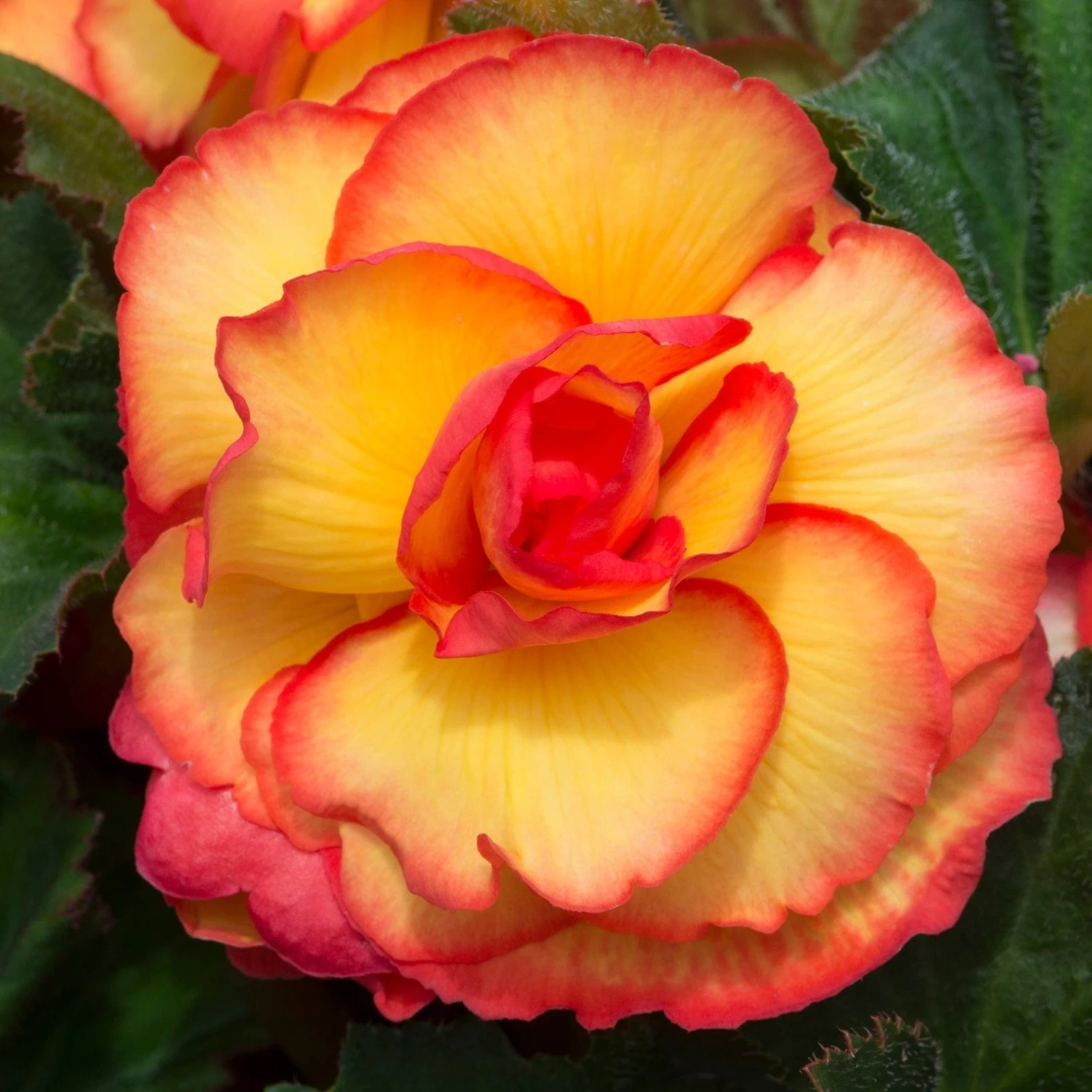 Roots Plants Begonia On Top 'Sunglow' Jumbo Plug Plants 4 Roots Plants Begonia On Top 'Sunglow' Jumbo Plug Plants