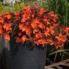 Roots Plants Begonias Begonia 'Rivulet Orange' Jumbo Plug Plants 2 Roots Plants Begonias Begonia 'Rivulet Orange' Jumbo Plug Plants