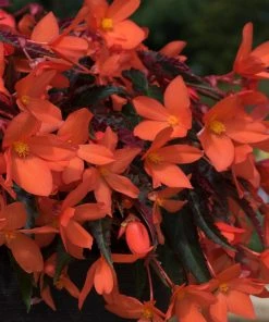 Roots Plants Dahlias 12 Annuals For Pots | The Waterloo Sunset Collection | Petunia, Dahlia & Begonia 15 Roots Plants Dahlias 12 Annuals For Pots | The Waterloo Sunset Collection | Petunia, Dahlia & Begonia