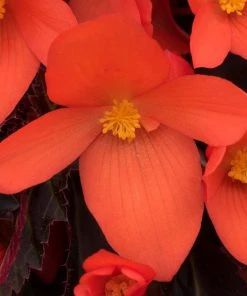 Roots Plants Dahlias 12 Annuals For Pots | The Waterloo Sunset Collection | Petunia, Dahlia & Begonia 14 Roots Plants Dahlias 12 Annuals For Pots | The Waterloo Sunset Collection | Petunia, Dahlia & Begonia