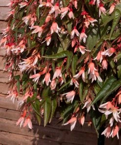 Roots Plants Begonia Starshine 'Appleblossom' Jumbo Plug Plants