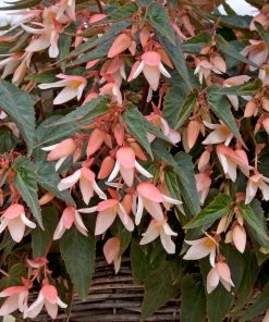 Roots Plants Begonia Starshine 'Appleblossom' Jumbo Plug Plants