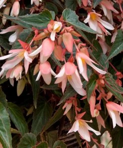 Roots Plants Begonia Starshine 'Appleblossom' Jumbo Plug Plants