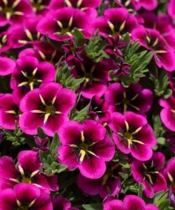 Roots Plants 12 Annuals For Hanging Baskets | The Dark Side Of The Moon Collection | Calibrachoa, Petunia & Dahlia Dahlias 13 Roots Plants 12 Annuals For Hanging Baskets | The Dark Side Of The Moon Collection | Calibrachoa, Petunia & Dahlia Dahlias