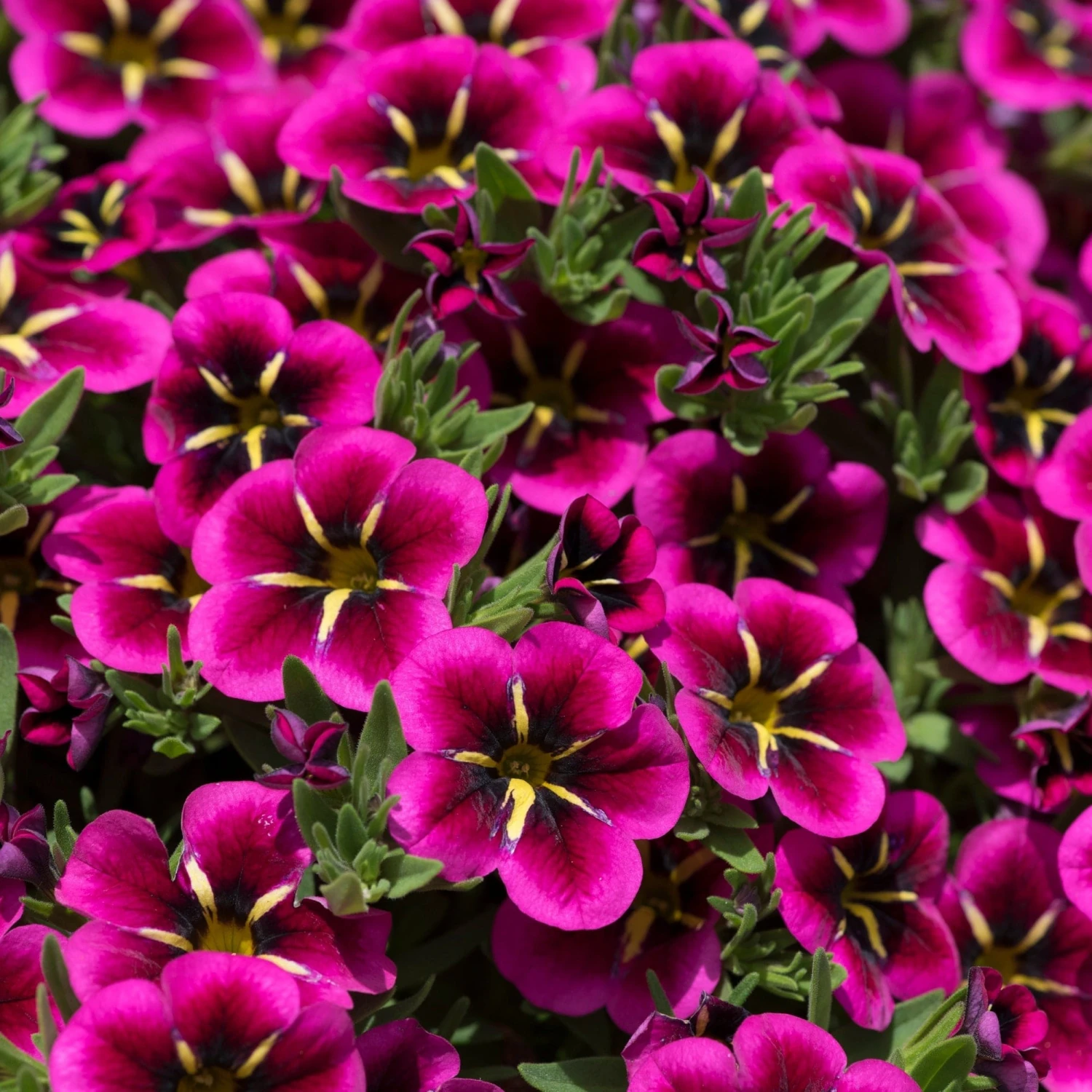 Roots Plants 12 Annuals For Hanging Baskets | The Dark Side Of The Moon Collection | Calibrachoa, Petunia & Dahlia Dahlias 7 Roots Plants 12 Annuals For Hanging Baskets | The Dark Side Of The Moon Collection | Calibrachoa, Petunia & Dahlia Dahlias