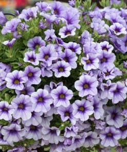 Roots Plants Calibrachoa Can-Can 'Blueberry Punch' Jumbo Plug Plants Calibrachoas 12 Roots Plants Calibrachoa Can-Can 'Blueberry Punch' Jumbo Plug Plants Calibrachoas