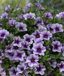 Roots Plants Calibrachoa Can-Can 'Blueberry Punch' Jumbo Plug Plants Calibrachoas 11 Roots Plants Calibrachoa Can-Can 'Blueberry Punch' Jumbo Plug Plants Calibrachoas