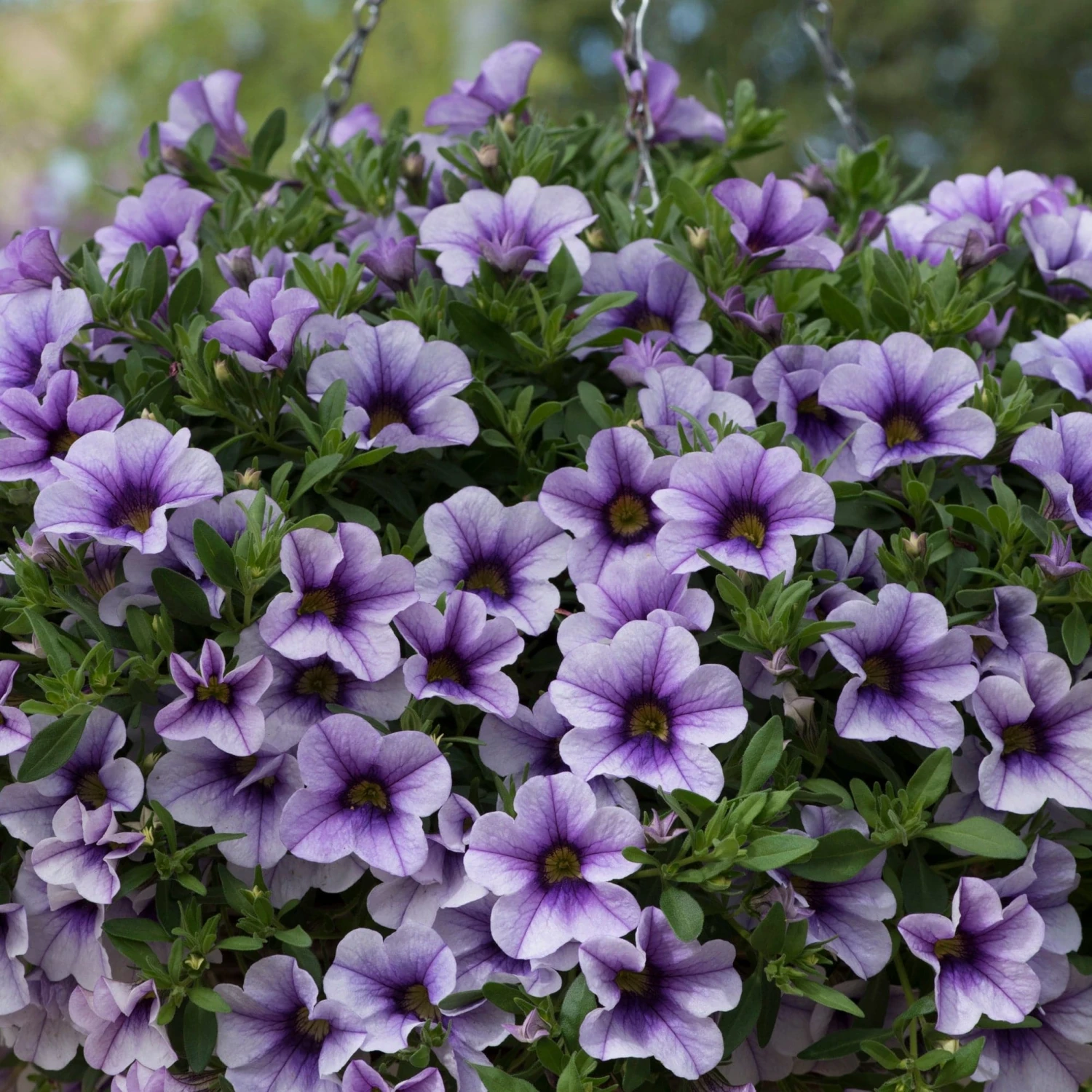 Roots Plants Calibrachoa Can-Can 'Blueberry Punch' Jumbo Plug Plants Calibrachoas 6 Roots Plants Calibrachoa Can-Can 'Blueberry Punch' Jumbo Plug Plants Calibrachoas