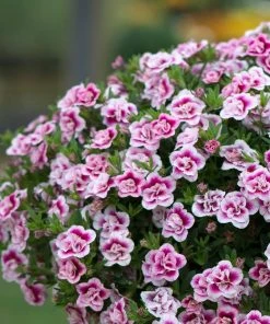 Roots Plants Calibrachoa Can-Can 'Double Pinktastic' Jumbo Plug Plants