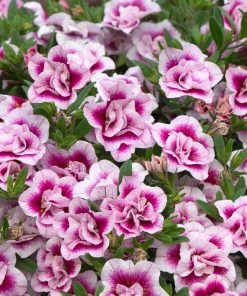 Roots Plants Calibrachoa Can-Can 'Double Pinktastic' Jumbo Plug Plants