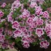 Roots Plants Calibrachoa Can-Can 'Double Pinktastic' Jumbo Plug Plants