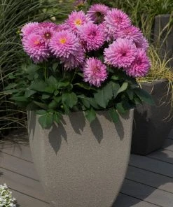 Roots Plants Dahlia Dalina Maxi 'Salinas' Jumbo Plug Plants