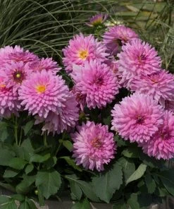 Roots Plants Dahlia Dalina Maxi 'Salinas' Jumbo Plug Plants