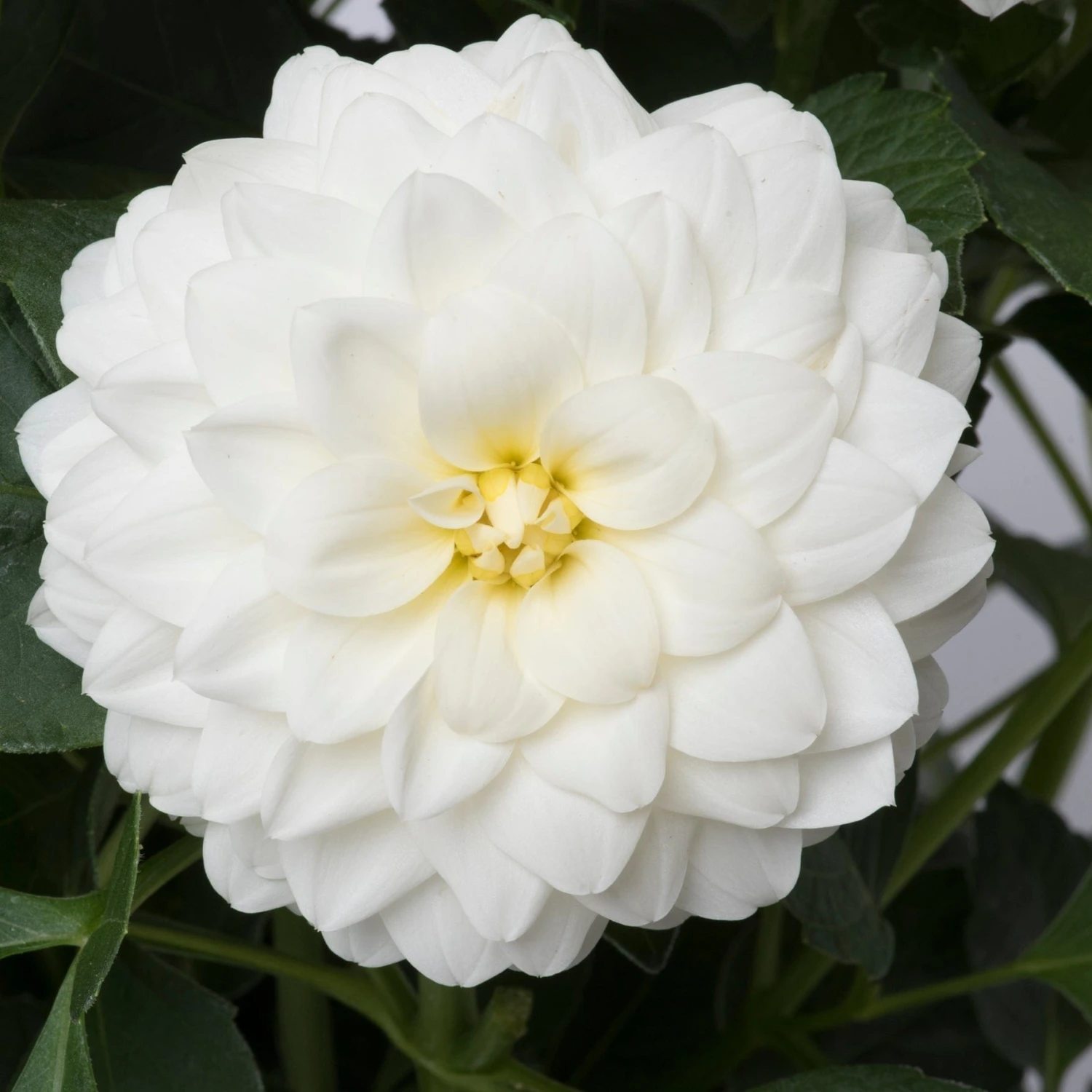 Roots Plants Dahlias 12 Annuals For Pots | The Summer Serenity Collection | Petunia, Bacopa & Dahlia 6 Roots Plants Dahlias 12 Annuals For Pots | The Summer Serenity Collection | Petunia, Bacopa & Dahlia