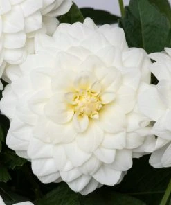 Roots Plants Dahlia Gardenetta 'White' Jumbo Plug Plants