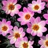Roots Plants Dahlia 'Happy Days Pink' Jumbo Plug Plants