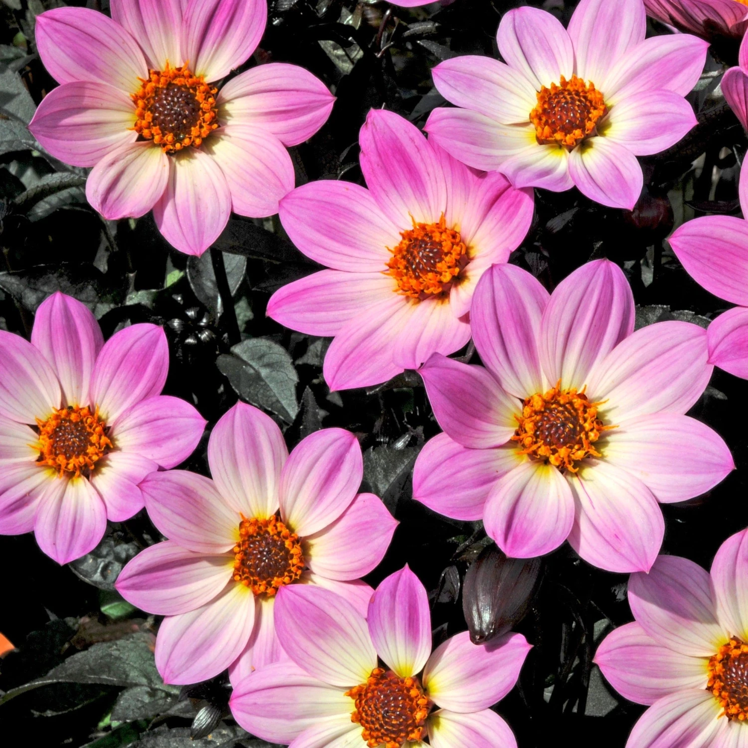 Roots Plants Dahlia 'Happy Days Pink' Jumbo Plug Plants 3 Roots Plants Dahlia 'Happy Days Pink' Jumbo Plug Plants