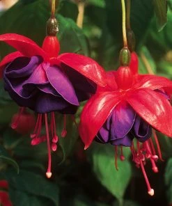 Roots Plants Fuchsias Trailing Fuchsia 'Dark Eyes' Jumbo Plug Plants
