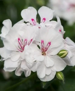 Roots Plants Geranium Sunflair 'Eva White' Jumbo Plug Plants