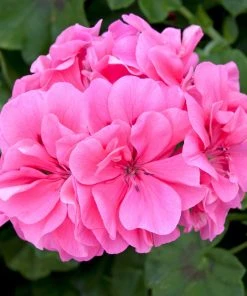 Roots Plants Geraniums & Pelargoniums Geranium Sunflair 'Linda Pink' Jumbo Plug Plants