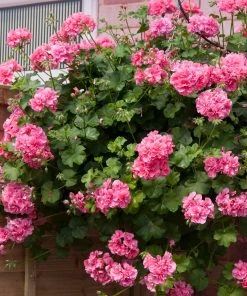 Roots Plants Geraniums & Pelargoniums Geranium Sunflair 'Linda Pink' Jumbo Plug Plants