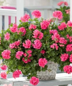 Roots Plants Geraniums & Pelargoniums Geranium Sunflair 'Linda Pink' Jumbo Plug Plants