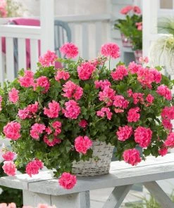 Roots Plants Geraniums & Pelargoniums Geranium Sunflair 'Linda Pink' Jumbo Plug Plants