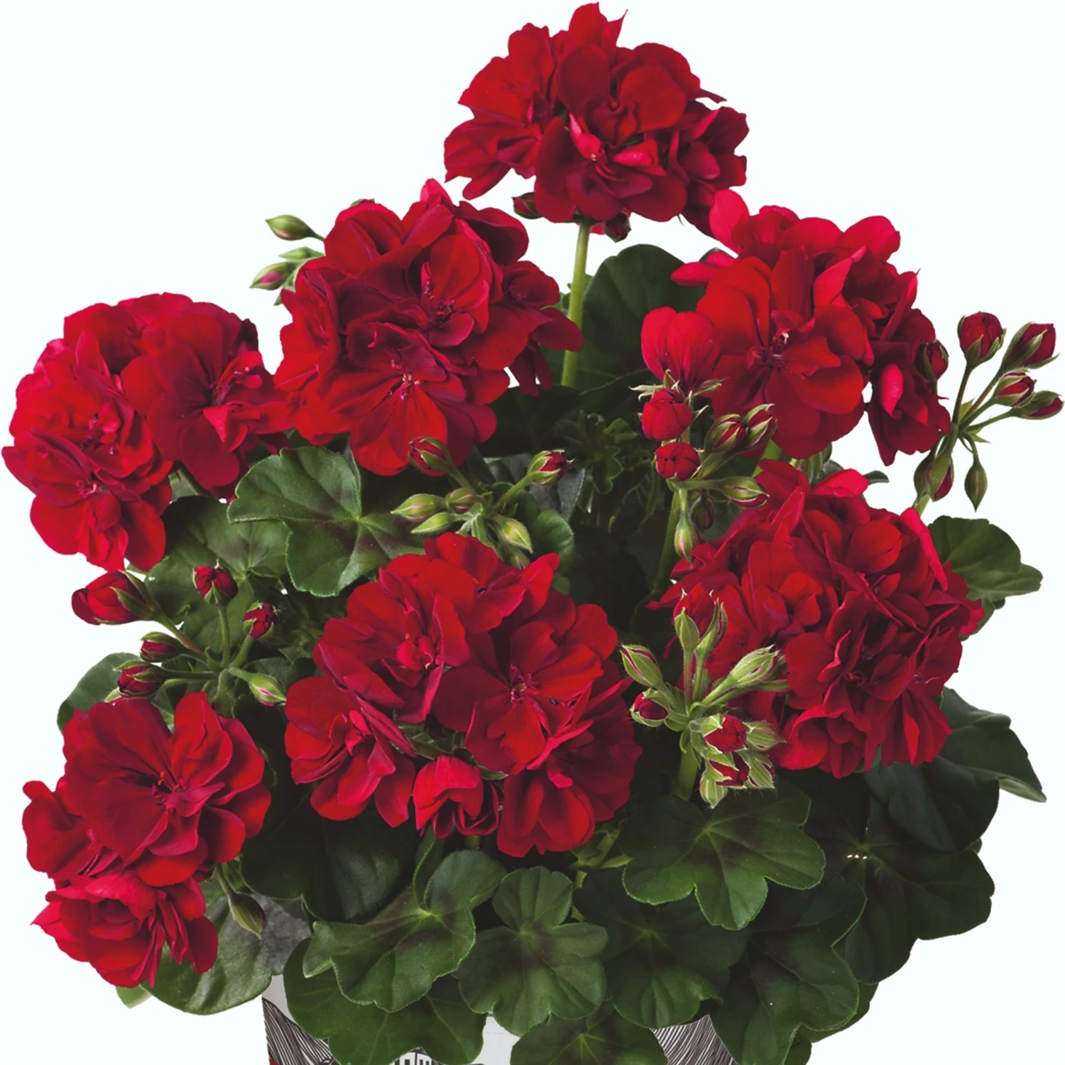 Roots Plants Geranium Sunflair Ruben 'Dark Red' Jumbo Plug Plants 6 Roots Plants Geranium Sunflair Ruben 'Dark Red' Jumbo Plug Plants