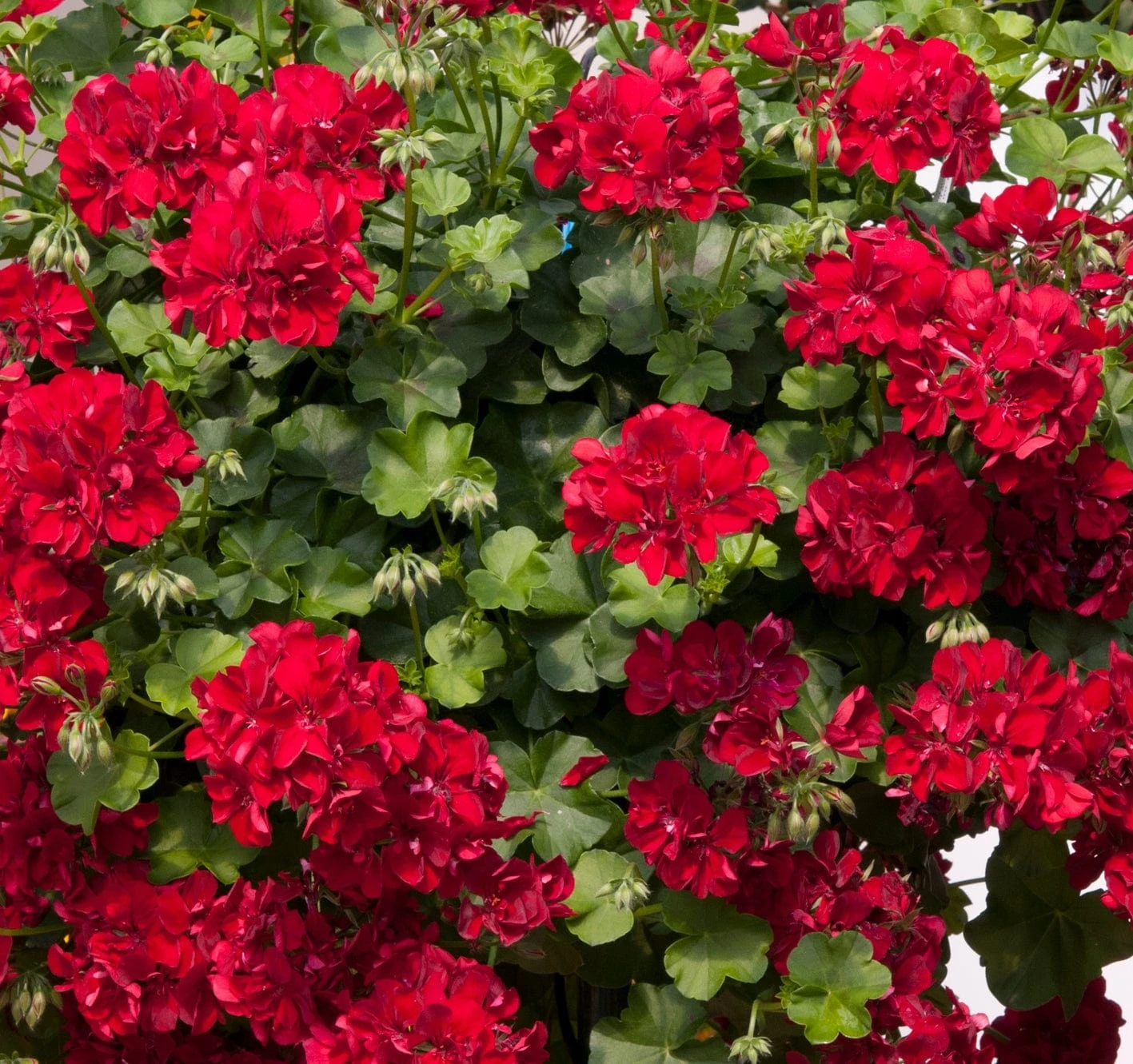 Roots Plants Geranium Sunflair Ruben 'Dark Red' Jumbo Plug Plants 5 Roots Plants Geranium Sunflair Ruben 'Dark Red' Jumbo Plug Plants