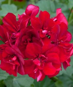 Roots Plants Geranium Sunflair Ruben 'Dark Red' Jumbo Plug Plants