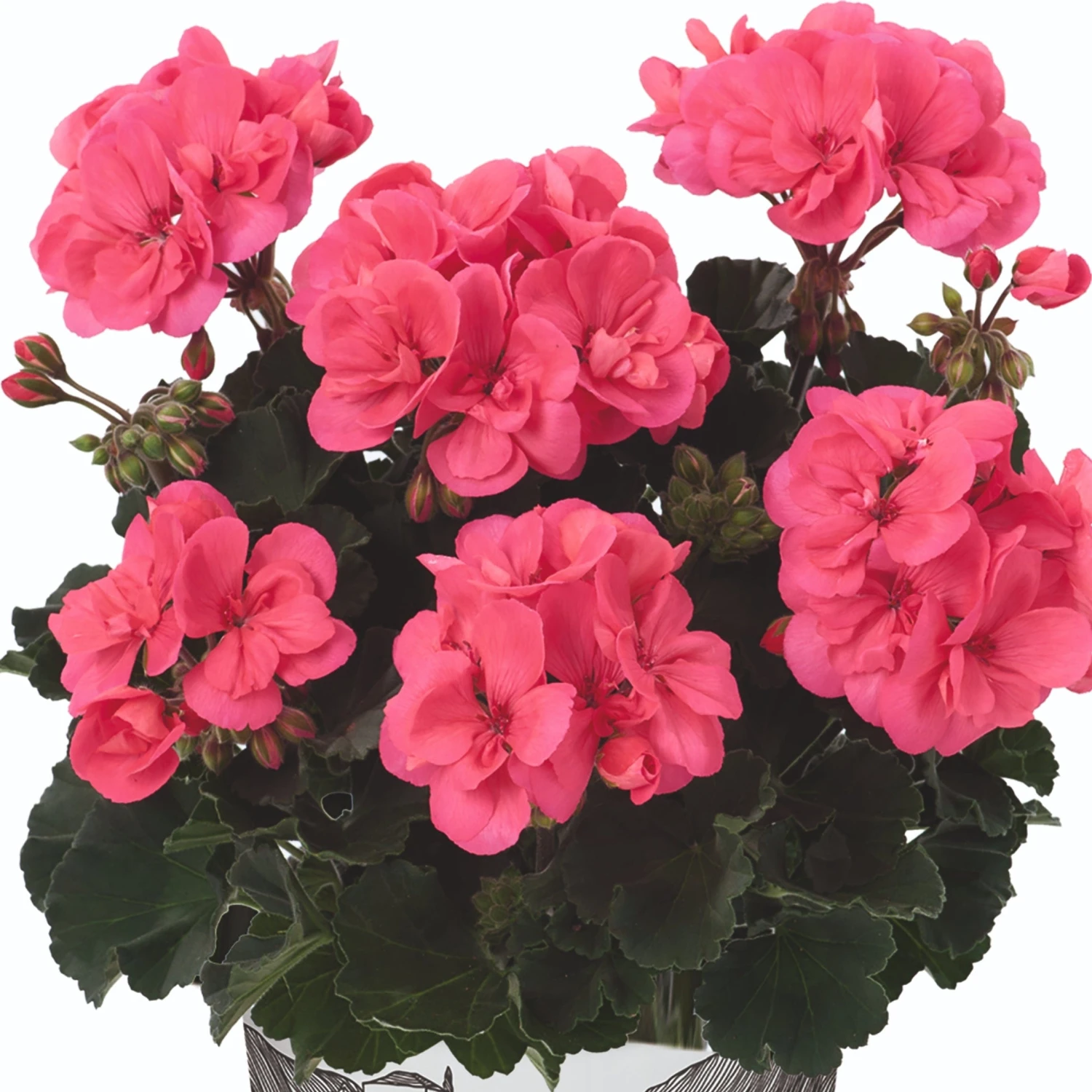 Roots Plants Geraniums & Pelargoniums Geranium Zonal Dolce Vita 'Hot Coral' Jumbo Plug Plants 4 Roots Plants Geraniums & Pelargoniums Geranium Zonal Dolce Vita 'Hot Coral' Jumbo Plug Plants