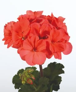 Roots Plants Geraniums & Pelargoniums Geranium Zonal Dolce Vita 'Hot Coral' Jumbo Plug Plants 8 Roots Plants Geraniums & Pelargoniums Geranium Zonal Dolce Vita 'Hot Coral' Jumbo Plug Plants