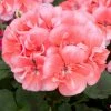 Roots Plants Geraniums & Pelargoniums Geranium Zonal Dolce Vita 'Hot Coral' Jumbo Plug Plants 2 Roots Plants Geraniums & Pelargoniums Geranium Zonal Dolce Vita 'Hot Coral' Jumbo Plug Plants