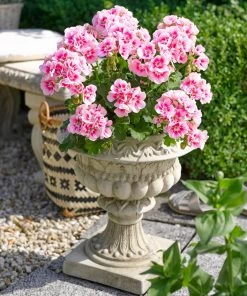 Roots Plants Geranium Zonal Smart 'Lieke Pink Eye' Jumbo Plug Plants Geraniums & Pelargoniums