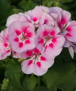 Roots Plants Geranium Zonal Smart 'Lieke Pink Eye' Jumbo Plug Plants Geraniums & Pelargoniums