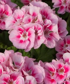 Roots Plants Geranium Zonal Smart 'Lieke Pink Eye' Jumbo Plug Plants Geraniums & Pelargoniums