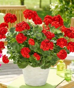 Roots Plants Geraniums & Pelargoniums Geranium Zonal Smart 'Senna Red' Jumbo Plug Plants