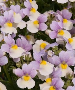 Roots Plants Nemesia 'Easter Bonnet' Jumbo Plug Plants 8 Roots Plants Nemesia 'Easter Bonnet' Jumbo Plug Plants