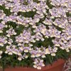 Roots Plants Nemesia 'Easter Bonnet' Jumbo Plug Plants