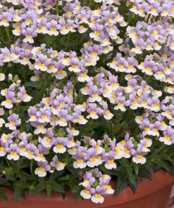 Roots Plants Nemesia 'Easter Bonnet' Jumbo Plug Plants