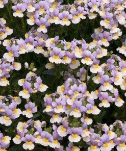 Roots Plants Nemesia 'Easter Bonnet' Jumbo Plug Plants