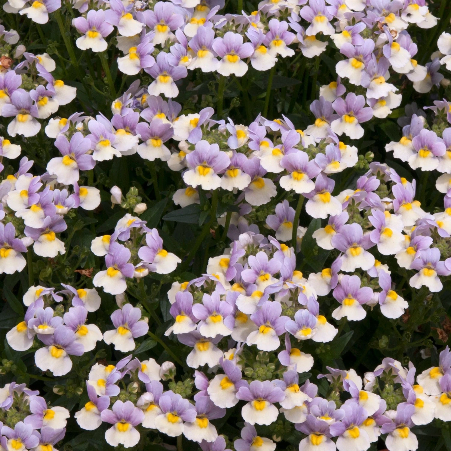 Roots Plants Nemesia 'Easter Bonnet' Jumbo Plug Plants 4 Roots Plants Nemesia 'Easter Bonnet' Jumbo Plug Plants