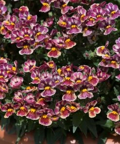 Roots Plants Nemesia Nesia 'Tutti Frutti' Jumbo Plug Plants