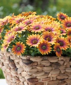 Roots Plants Osteospermum FlowerPower 'Purple Sun' Jumbo Plug Plants