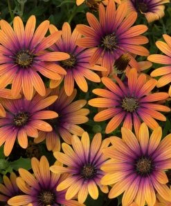 Roots Plants 12 Best Annuals For Potted Plants | Pink And Purple Shades | Jumbo Plug Plants Begonias